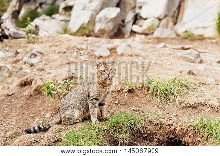 Striped cat sitting outside on rocky ground