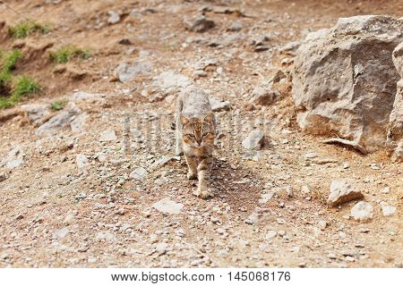 Striped cat walks on rocky yellow ground