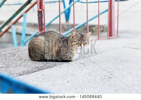 Striped black - white cat lie on gray stones
