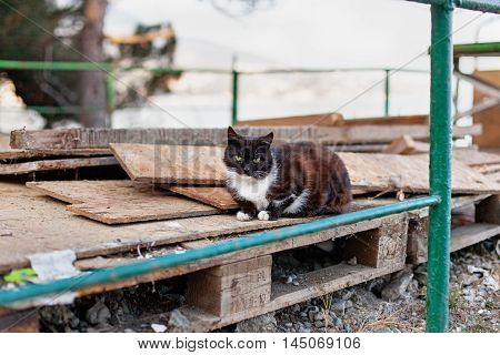 Black-white cat sits on the seaside pier.