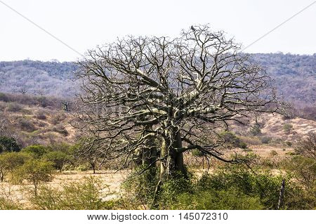 Giant Ceiba Trees In Coast Of Ecuador