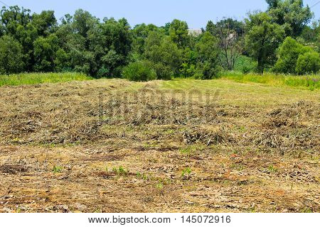 Mowed hay on the meadow. Agricultural landscape