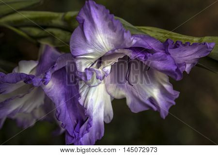 Gladiolus Flower Garden Sentiment Blossom Floral Impression