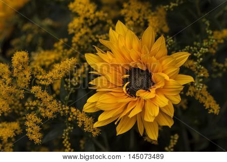 Sunflower Flower Garden Autumn Blossom Floral Impression