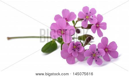 Common Soapwort (saponaria Officinalis)