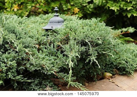 Juniper Blue Carpet horizontal with lantern in garden next to the path of sandstone. Lantern surrounded by greenery juniper.