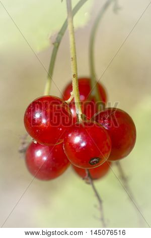 a cluster of red currant berries on shrub