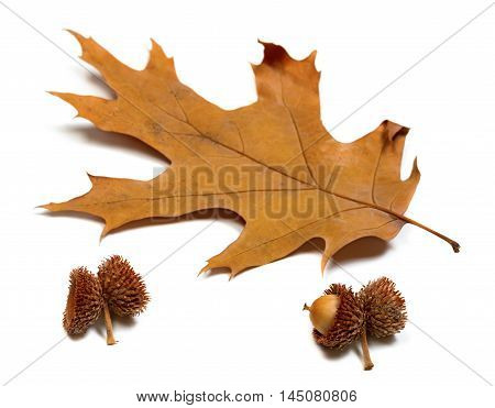 Autumn Dried Leaf Of Oak And Acorns