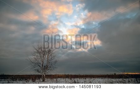 Lonely birch in a winter field under the break in the clouds with sunlight.