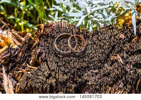 wedding rings on a tree stump old