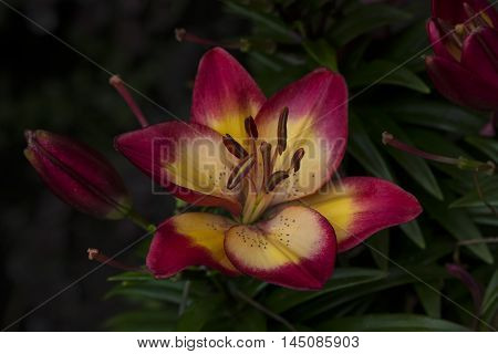 Lilium Summer Blossom Floral Garden Sentiment Impression