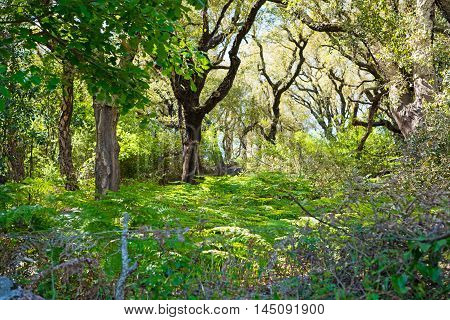 fern and tree in a Sardinian forest Italy