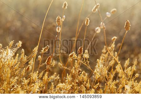 Wild meadow grass under morning sunlight. Autumn field with p small snails background. Sunny seasonal backdrop for your design