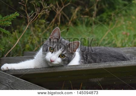 A cat lying and staring in the garden.