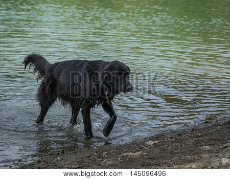 Big Black Dog On The Lake Beletsi In Greece