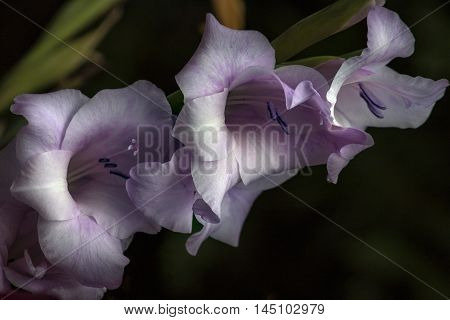 Pastel Gladiolus Flower Garden Bloosom Sentiment Impression