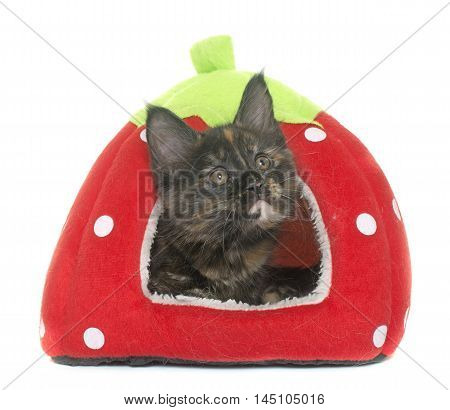 maine coon kitten in front iof white background