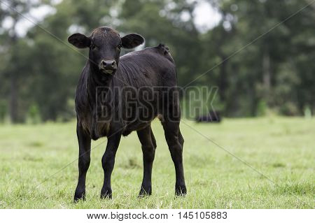 Black commercial crossbred calf looking forward in horizontal format