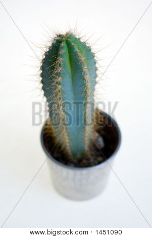 Kaktus