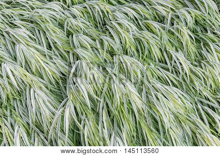 Full frame Japanese Hakone Grass growing in the shaded area of a garden.