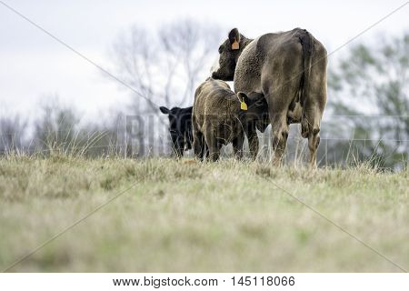 Brown cow with nursing calf to the left with blank foreground