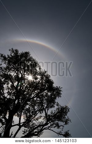 Nature Phenomenon Trees with Sun halo background.