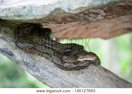 Tiger Python (python molurus bivittatus) in a zoo
