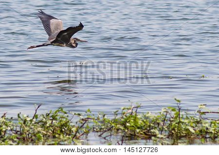 A Great Blue Heron soaring gracefully over a body of water