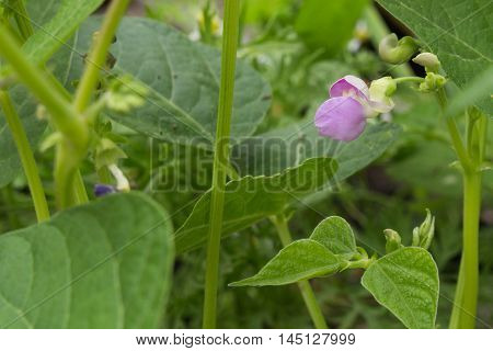 Violet wax bean bloom among bean plants growing in a raised bed garden