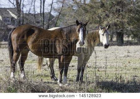 Blood bay and blond bay horses up close standing at the fenceline in February.