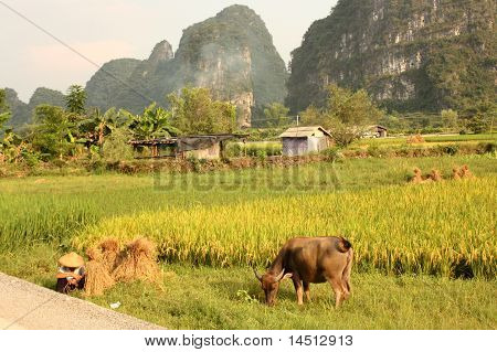 Typische chinesische Landschaft von yangshuo