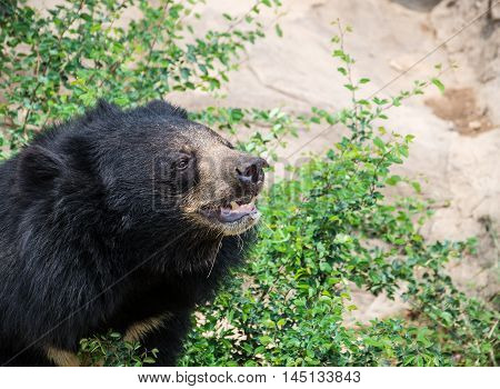 Asiatic black bear endangered, fur, garden  zoo
