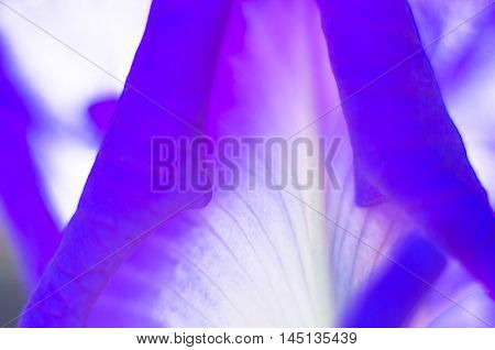 abstract petal dark purple focus, fresh, galaxy, background