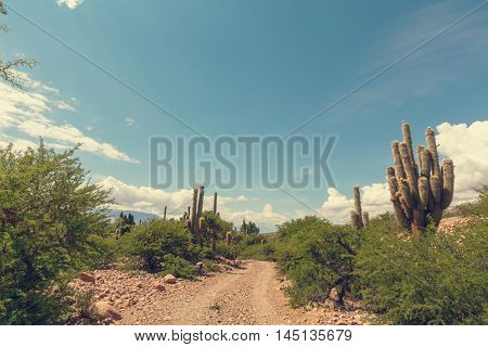Scenic landscapes of Northern Argentina