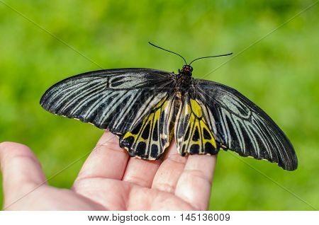 Beautiful butterfly  beautiful outdoors gerden  on hands