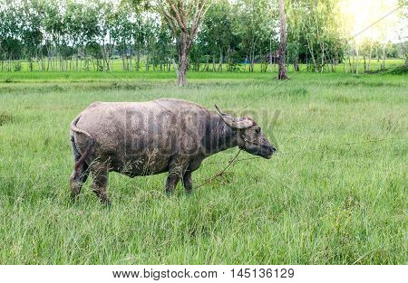 Buffalo eat grass of Farmer in Thailan