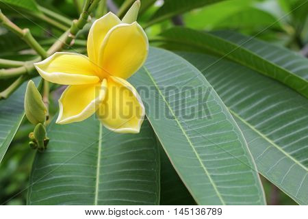 Plumeria flower Desert Rose. beautiful yellow Plumeria on the tree. or Impala  Lily .  ( Common name Apocynaceae Frangipani Pagoda tree Temple tree )