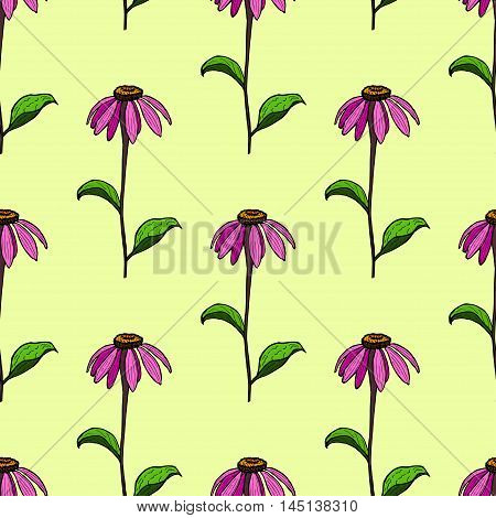 seamless pattern from flowers of coneflowers. Color hand drawing flower Echinacea.