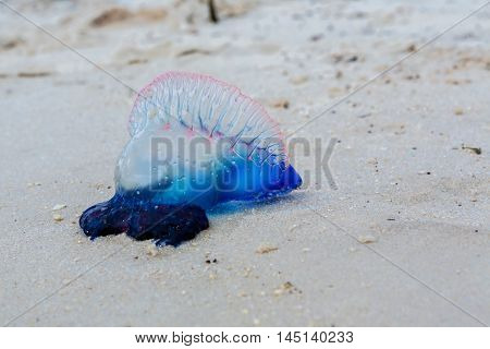 Portuguese man o war Physalia physalis dangerous jellyfish in Florida USA