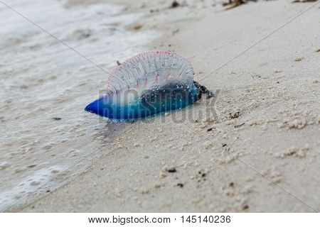Portuguese man o war Physalia physalis dangerous jellyfish in Florida USA
