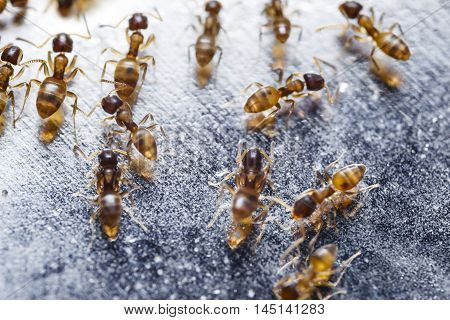 Close up of red imported fire ants (Solenopsis invicta) or simply RIFA