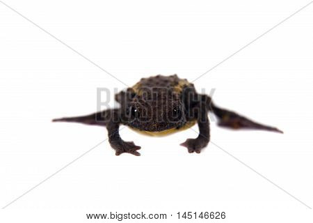 The Guacamayo Plump Toad, Osornophryne guacamayo, isolated on white background