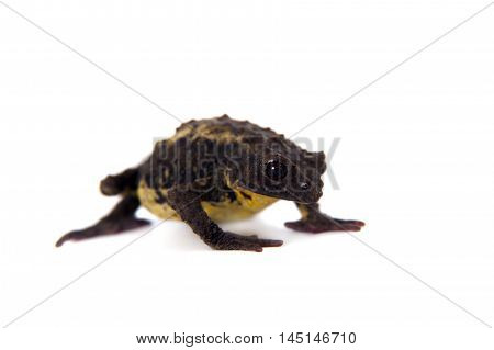 The Guacamayo Plump Toad, Osornophryne guacamayo, isolated on white background