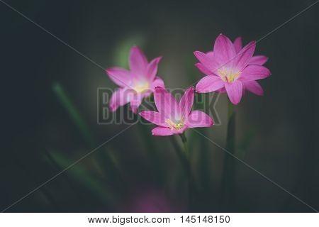 Beautiful Rain Lily Flower. Zephyranthes Lily ,fairy Lily, Little Witches. (zephyranthas Sp.)