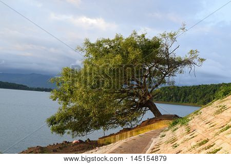 Lonely Tree Leaning Sideways
