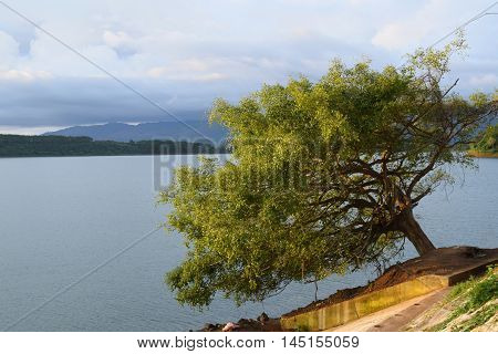 Lonely Tree Leaning Sideways