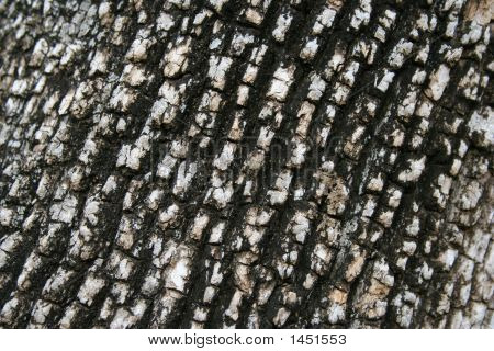 Sfondo corteccia