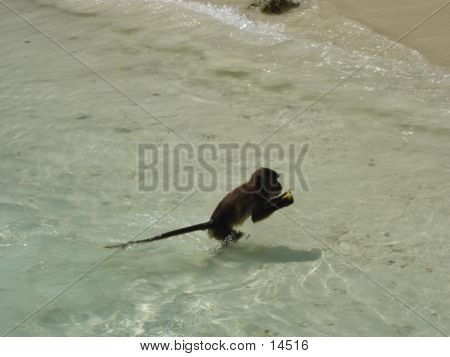 Monkey Beach i Thailand