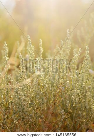 Wild meadow grass under morning sunlight. Autumn field with p small snails background. Sunny seasonal backdrop for your design