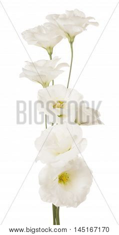 Eustoma